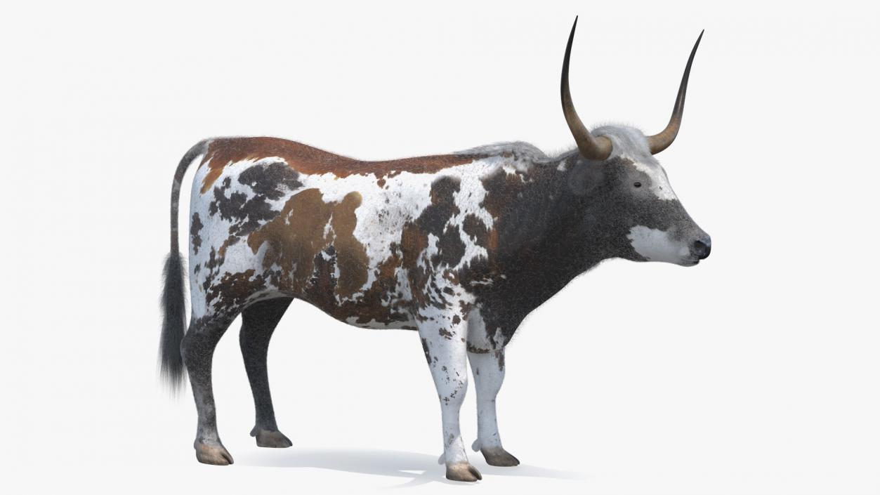 Texas Longhorn Mottled Brown Fur Rigged 3D model