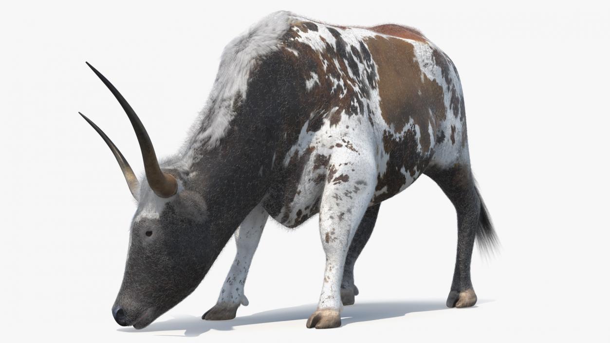 Texas Longhorn Mottled Brown Fur Rigged 3D model