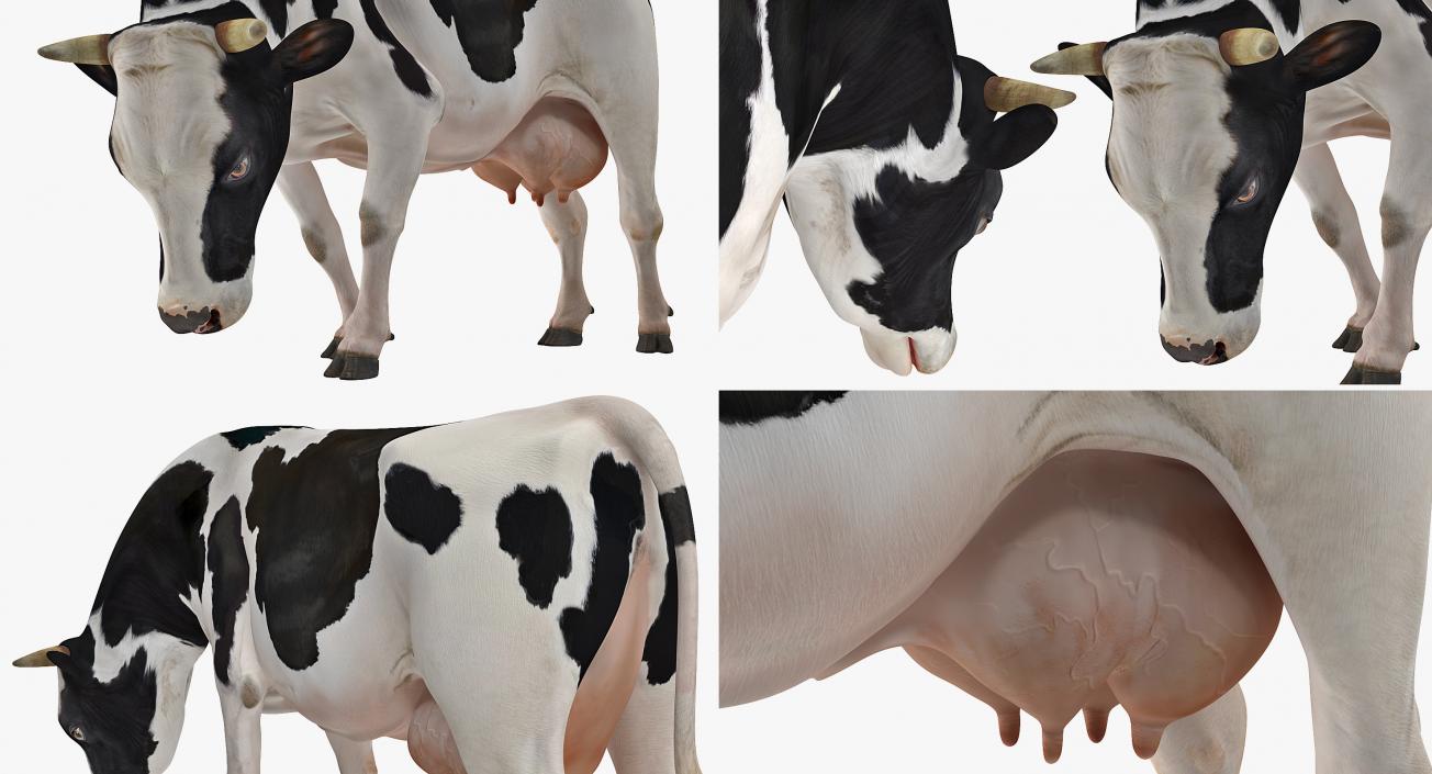 3D Dairy Cow Eating Pose