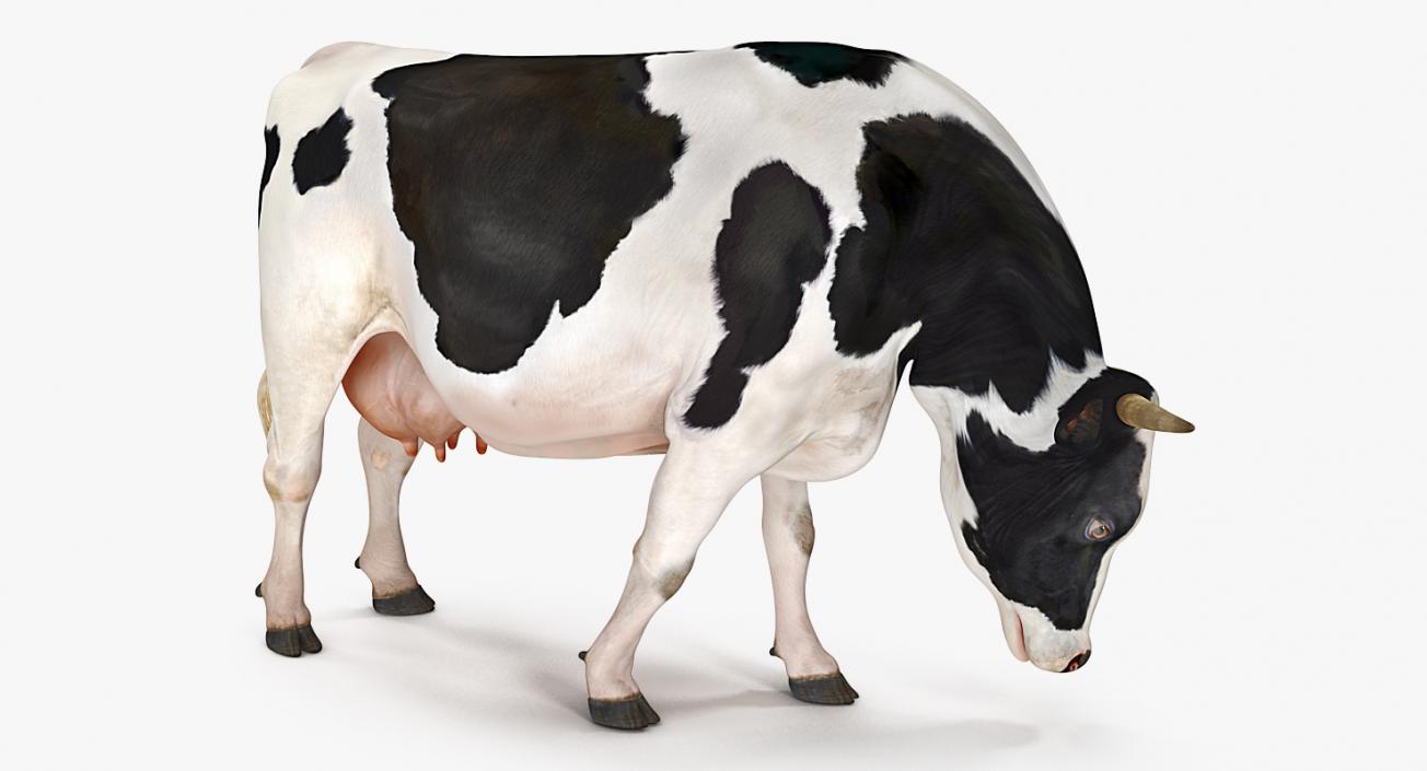 3D Dairy Cow Eating Pose