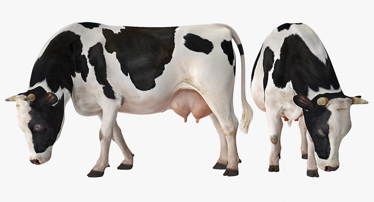 3D Dairy Cow Eating Pose