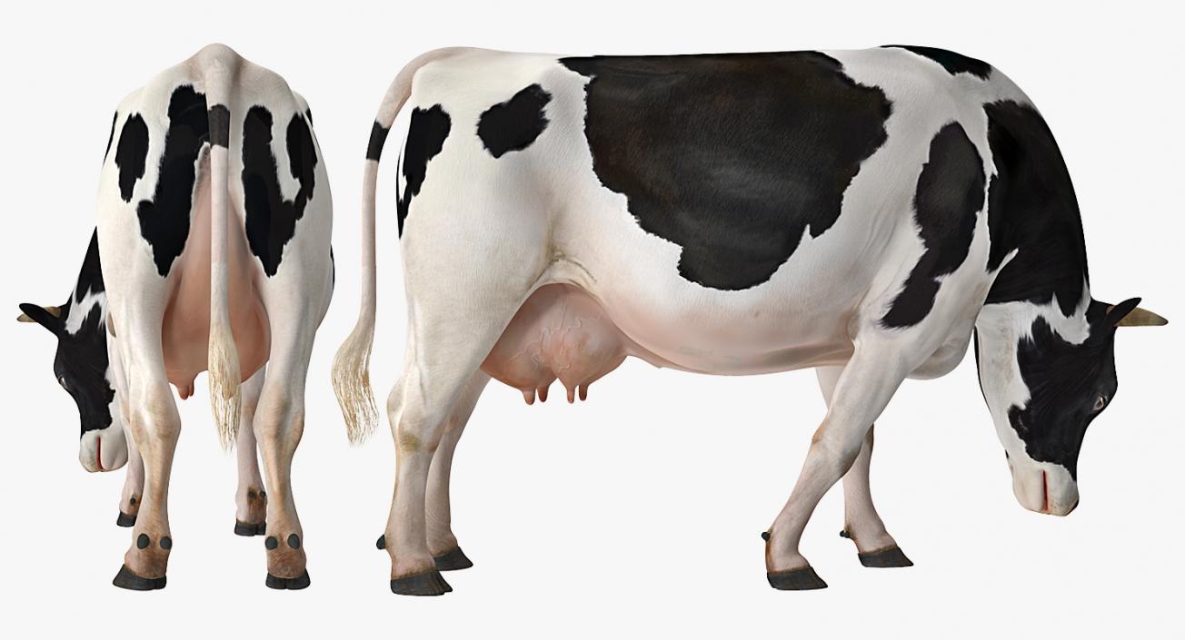 3D Dairy Cow Eating Pose