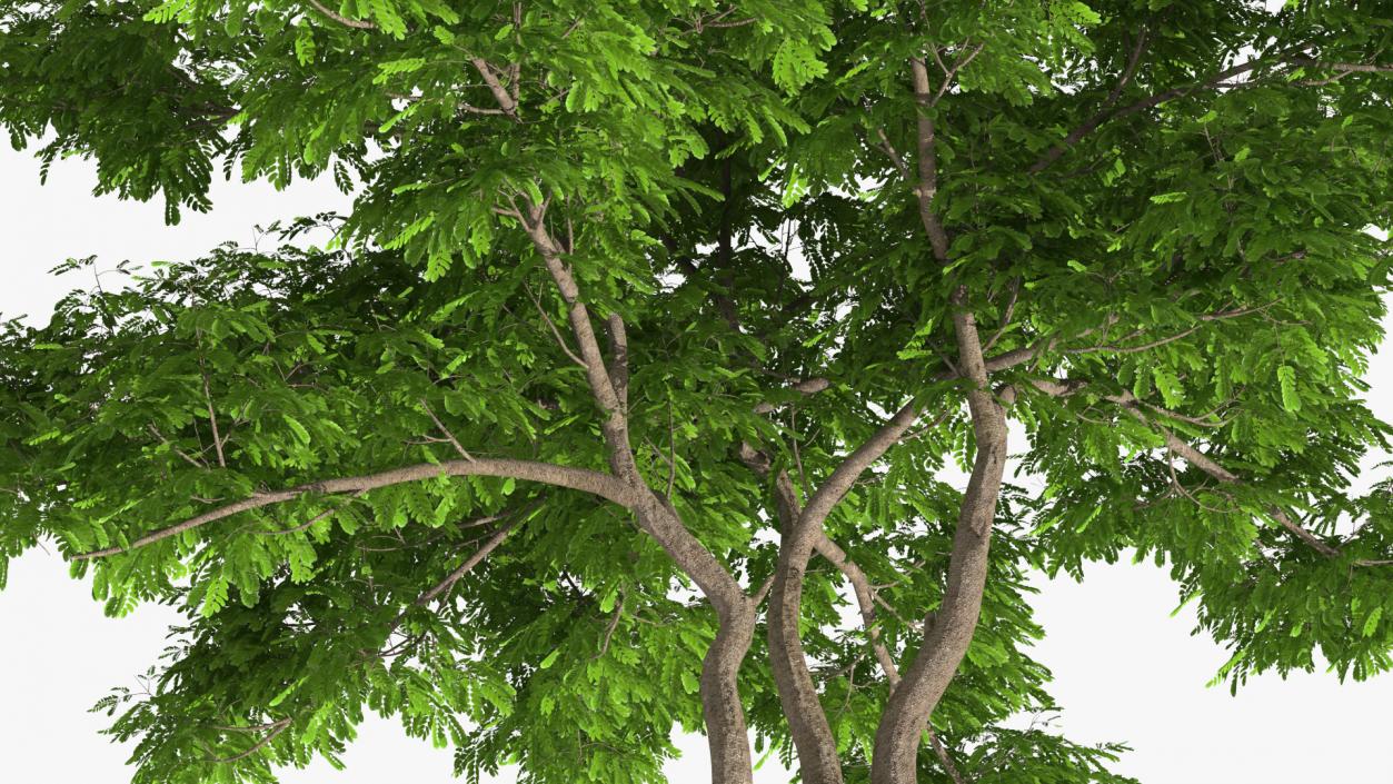 Albizia Julibrissin Deflorate 3D model