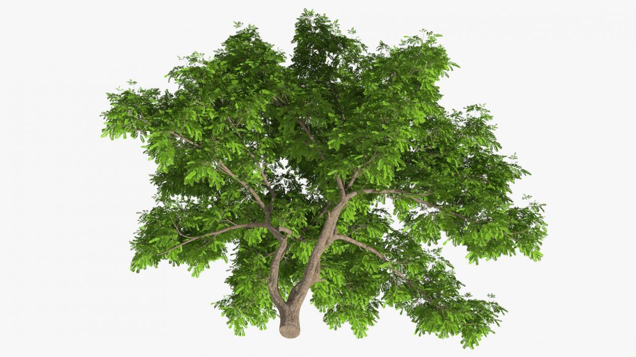 Albizia Julibrissin Deflorate 3D model