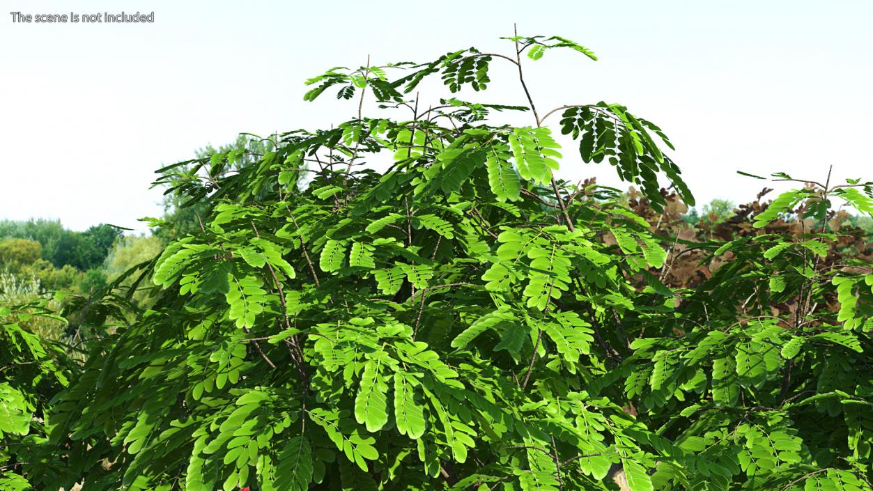 Albizia Julibrissin Deflorate 3D model