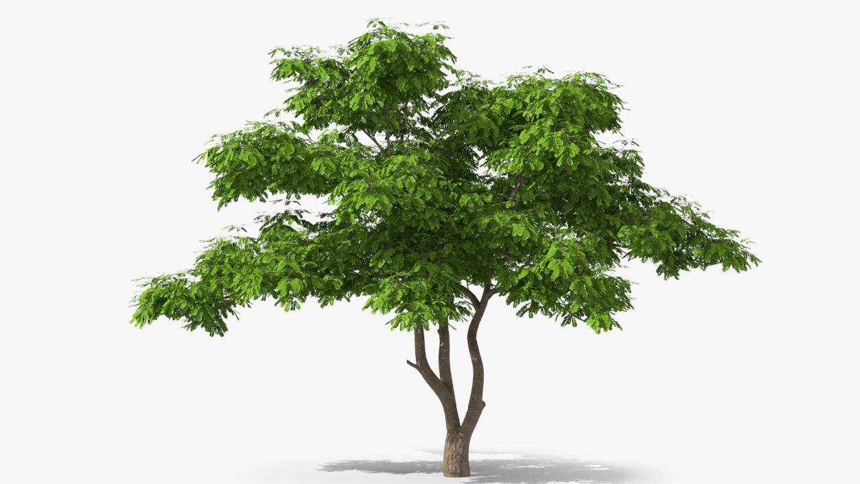 Albizia Julibrissin Deflorate 3D model