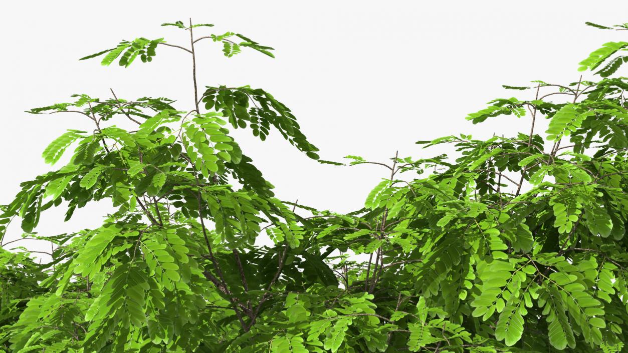 Albizia Julibrissin Deflorate 3D model