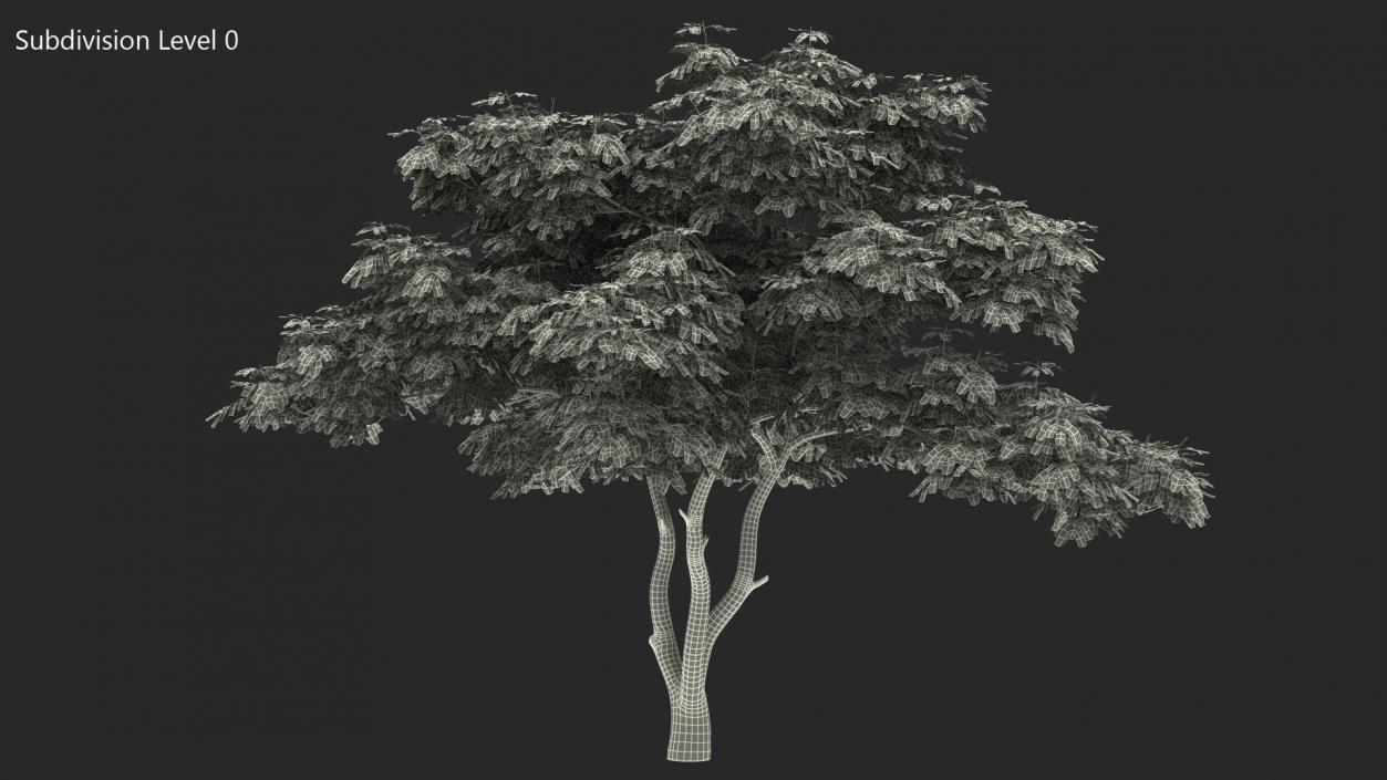 Albizia Julibrissin Deflorate 3D model