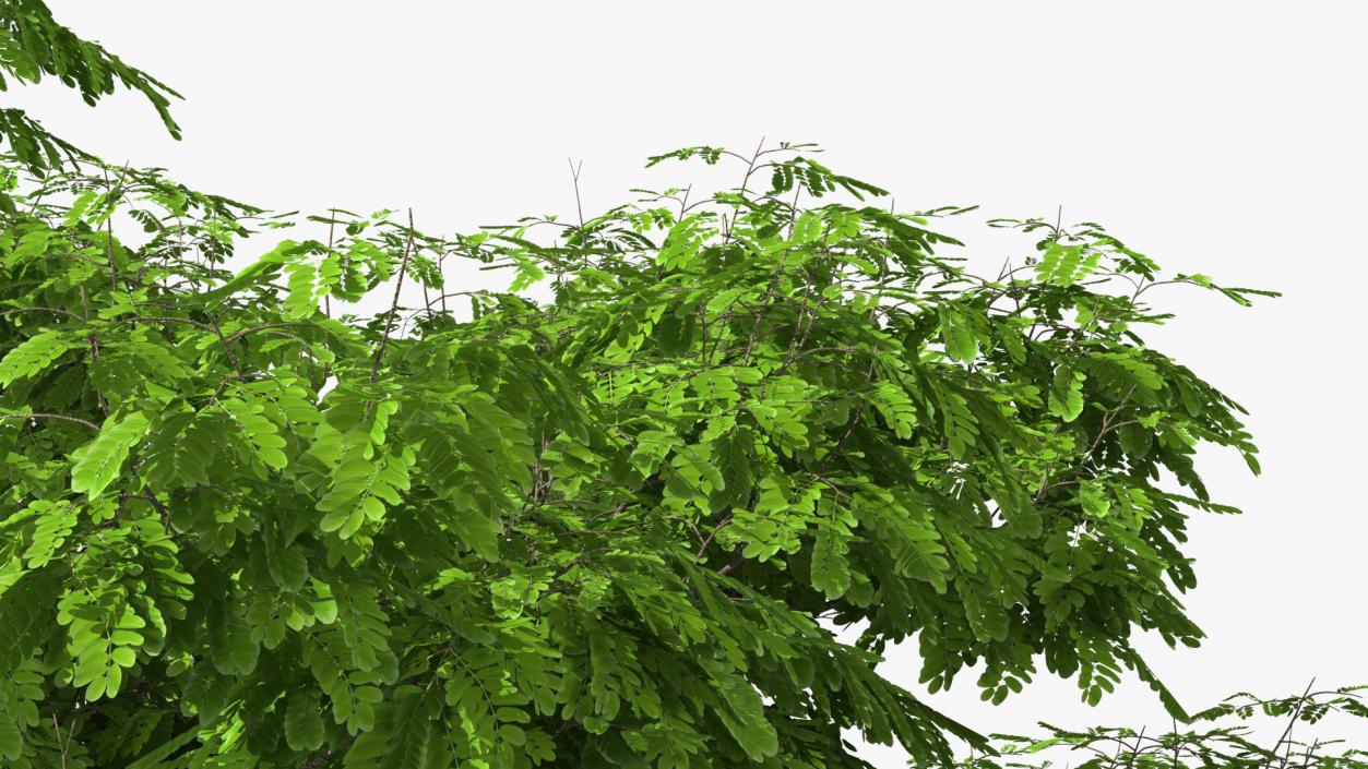 Albizia Julibrissin Deflorate 3D model