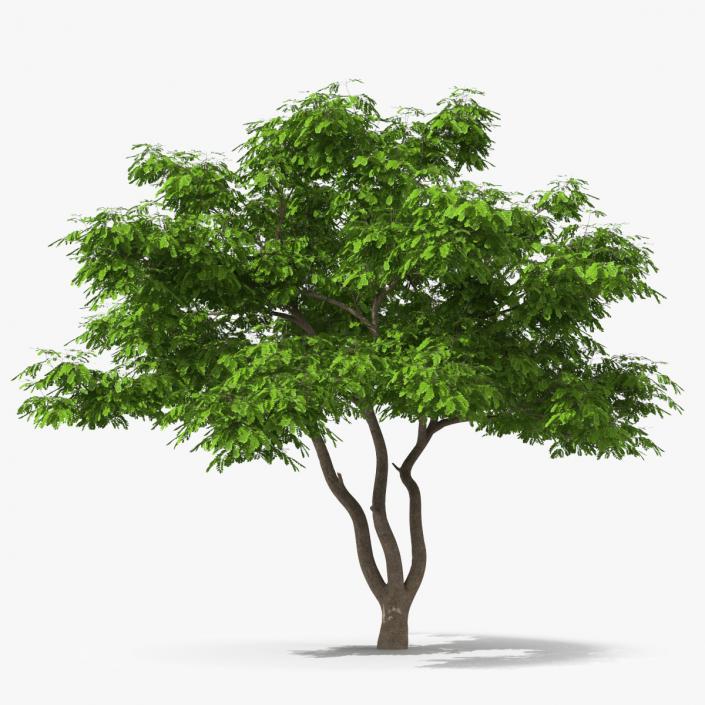 Albizia Julibrissin Deflorate 3D model