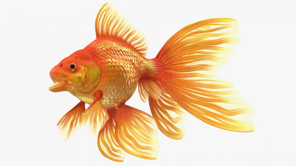 3D Orange Fancy Fantail Goldfish Rigged