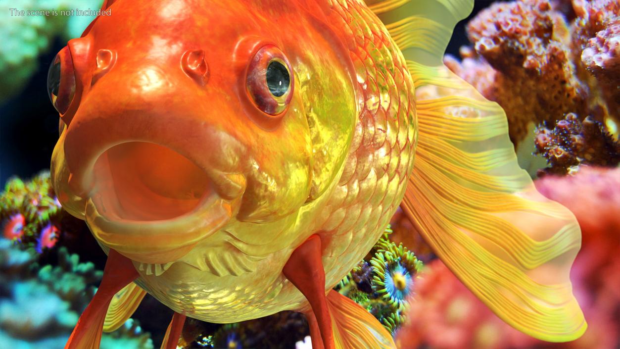 3D Orange Fancy Fantail Goldfish Rigged