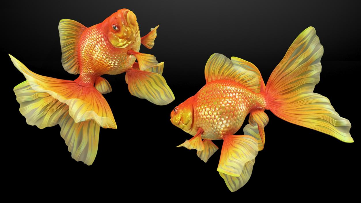 3D Orange Fancy Fantail Goldfish Rigged