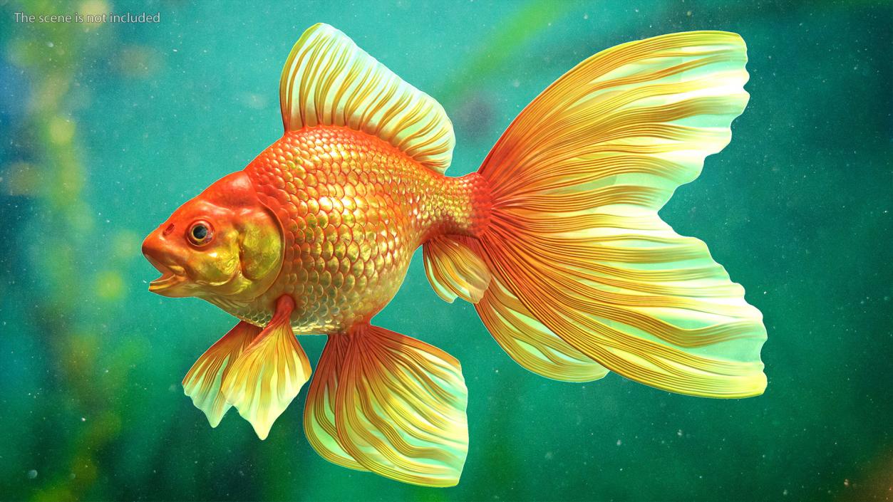 3D Orange Fancy Fantail Goldfish Rigged