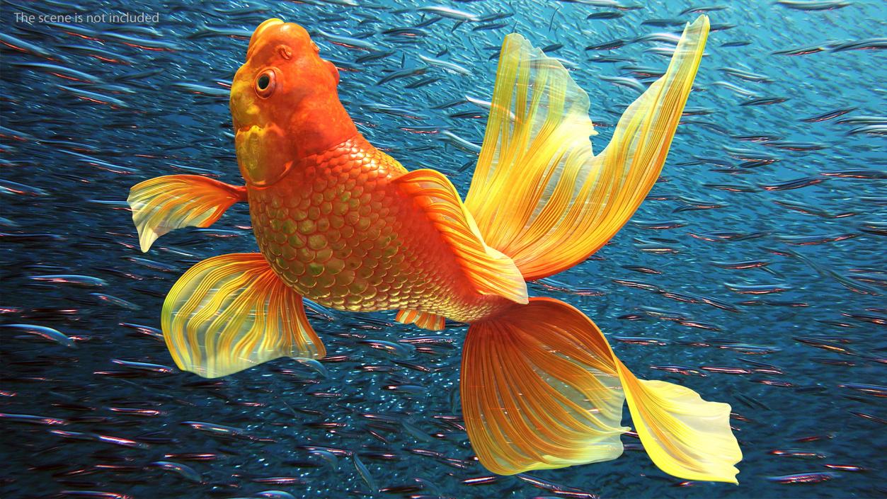 3D Orange Fancy Fantail Goldfish Rigged