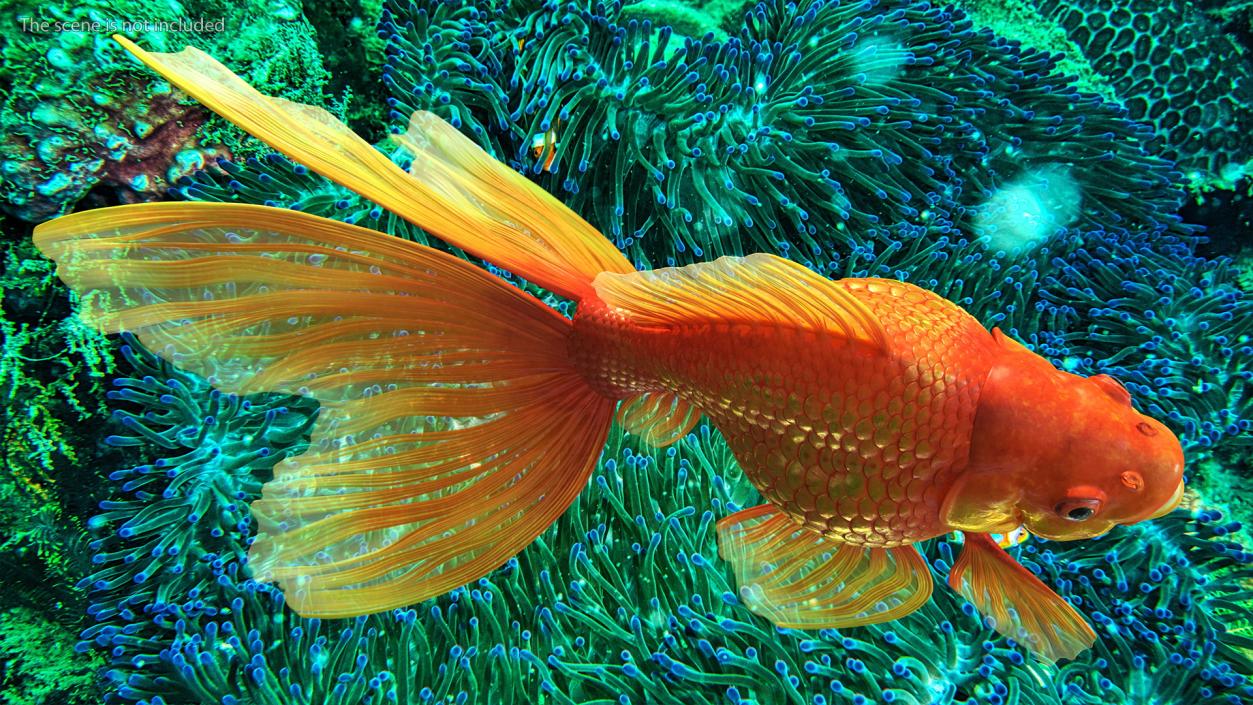 3D Orange Fancy Fantail Goldfish Rigged