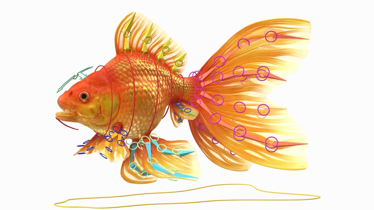 3D Orange Fancy Fantail Goldfish Rigged