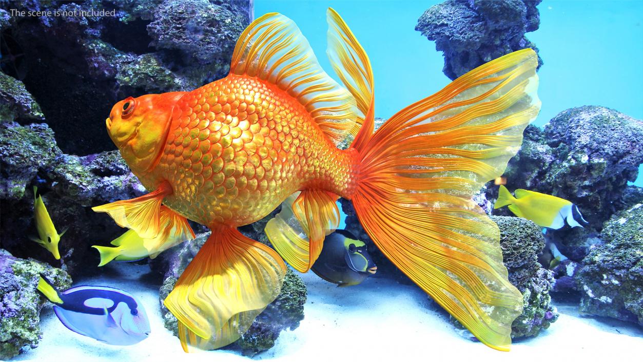 3D Orange Fancy Fantail Goldfish Rigged