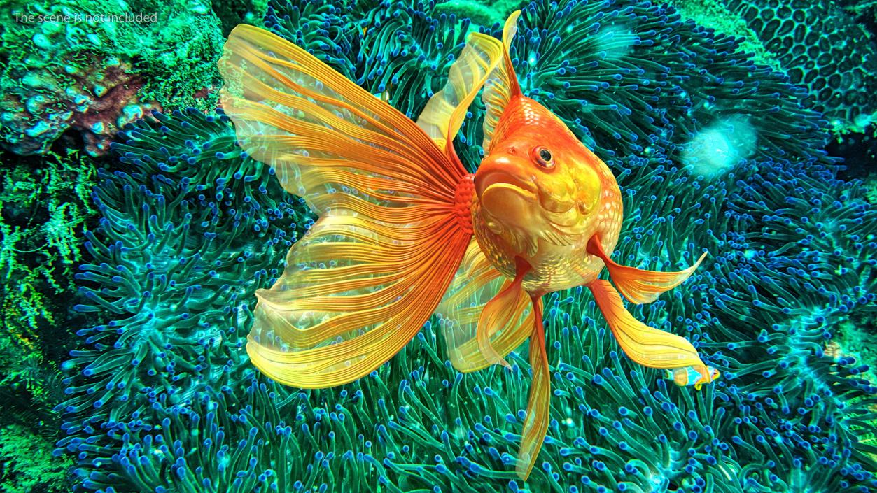 3D Orange Fancy Fantail Goldfish Rigged