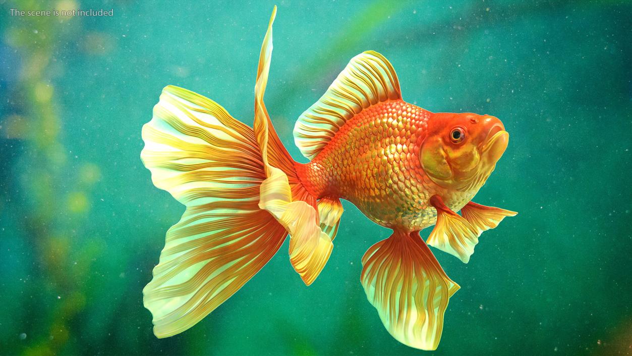 3D Orange Fancy Fantail Goldfish Rigged