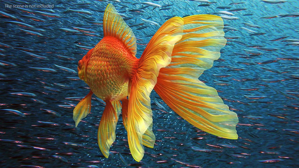 3D Orange Fancy Fantail Goldfish Rigged