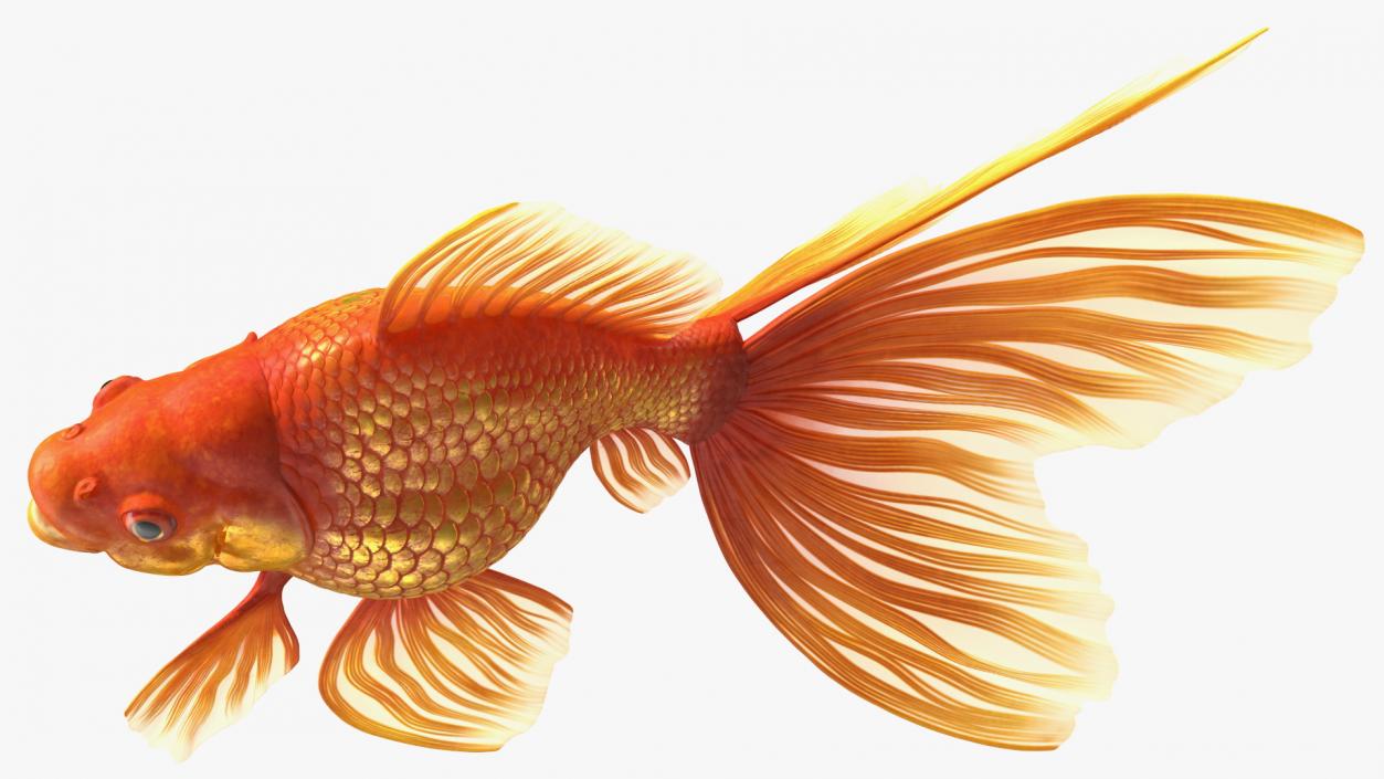 3D Orange Fancy Fantail Goldfish Rigged