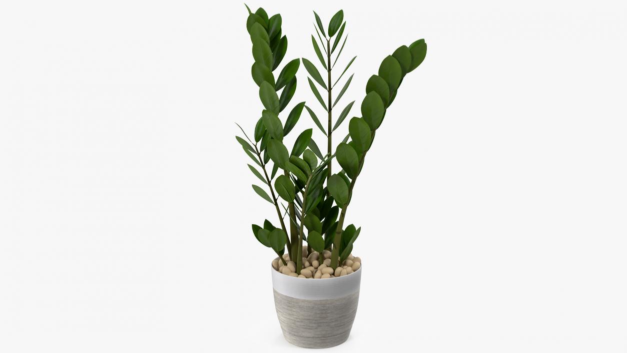 3D Zamioculcas Emerald Palm in Pot