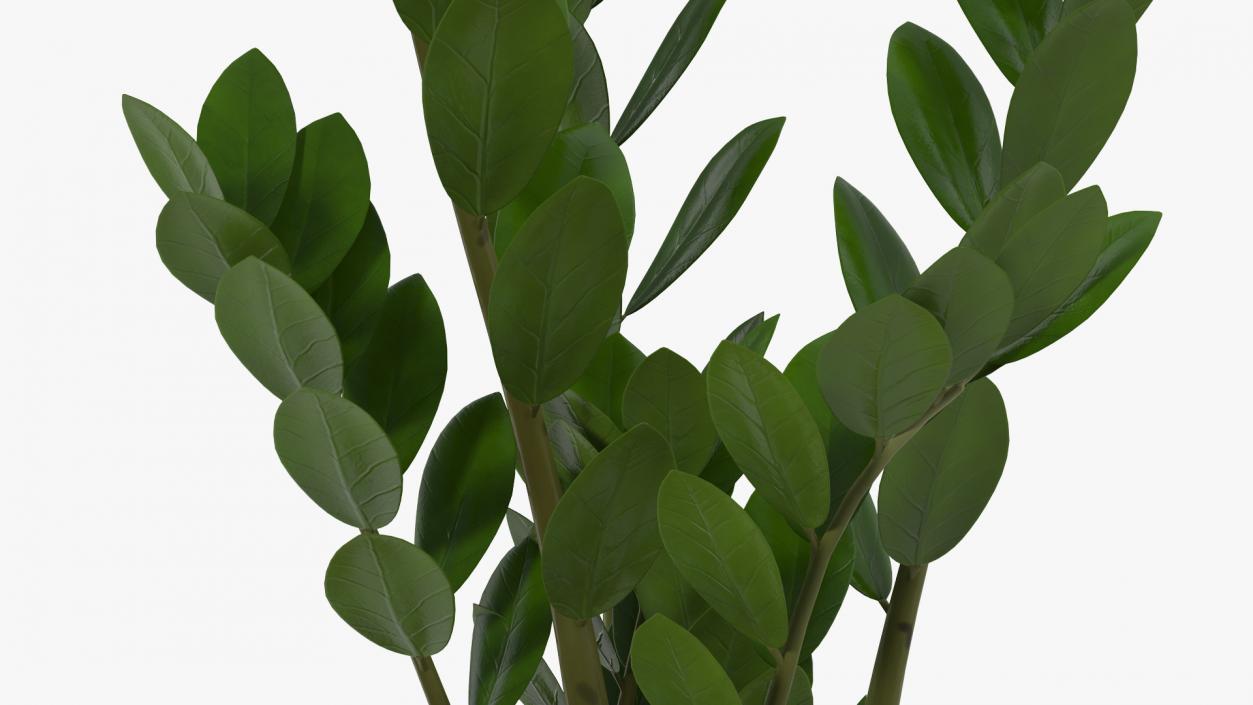 3D Zamioculcas Emerald Palm in Pot