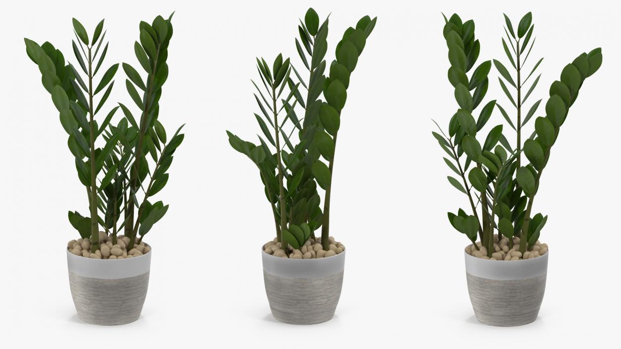 3D Zamioculcas Emerald Palm in Pot