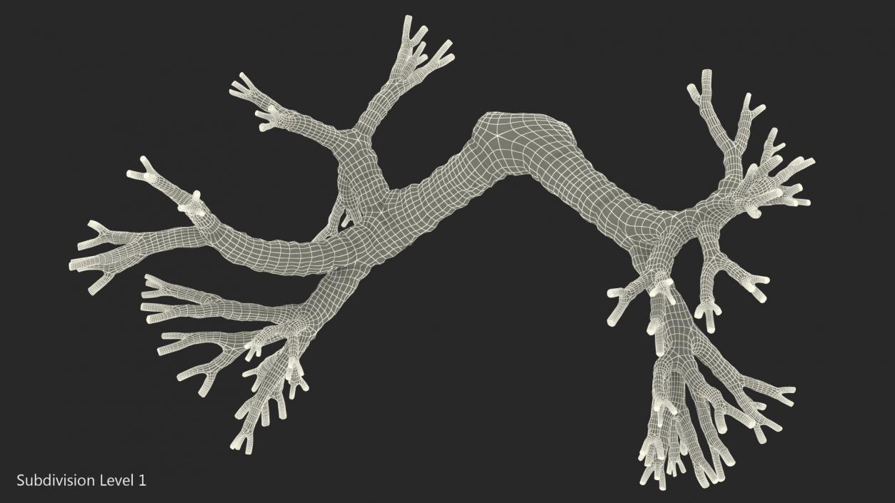 3D Human Bronchi model