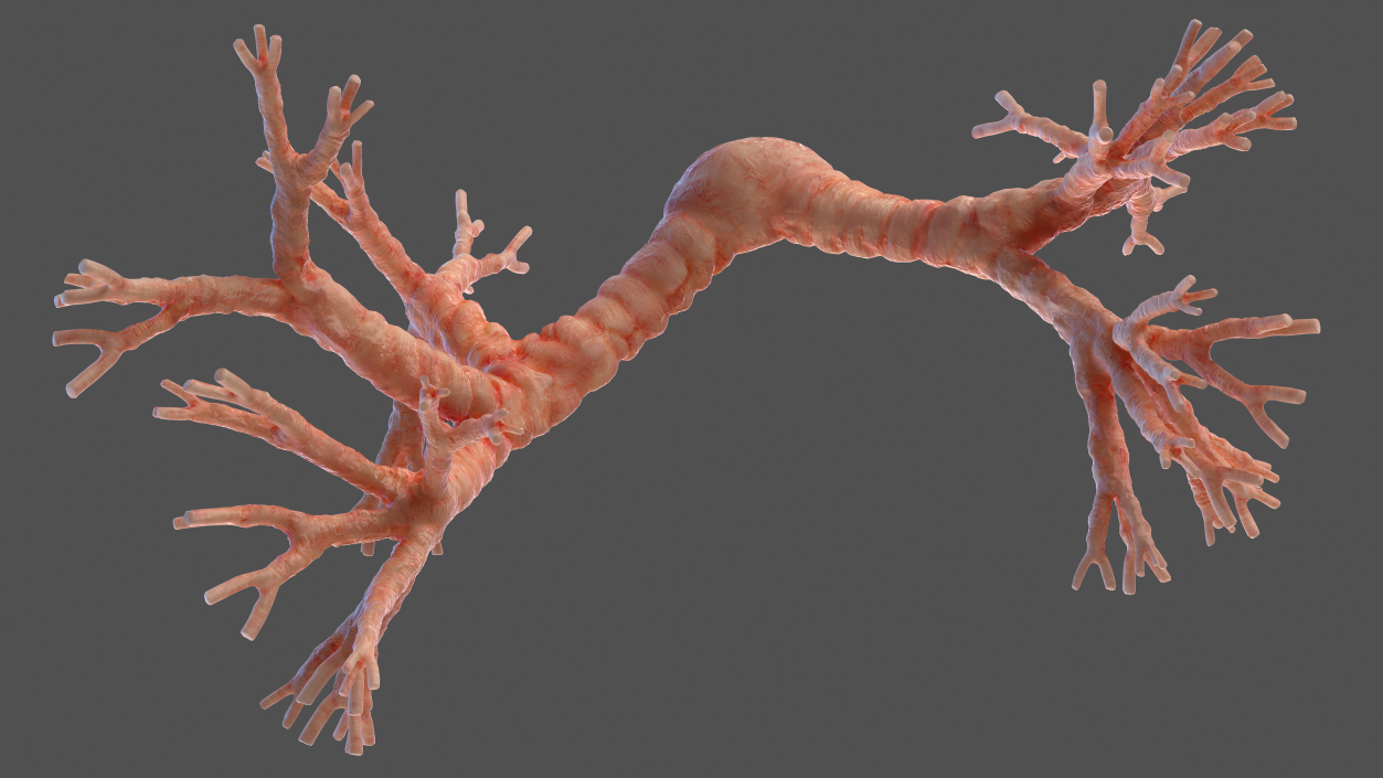 3D Human Bronchi model