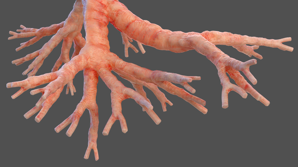 3D Human Bronchi model