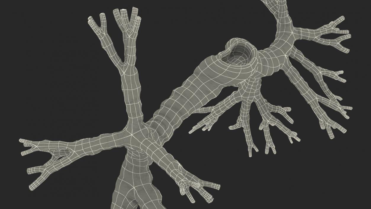 3D Human Bronchi model