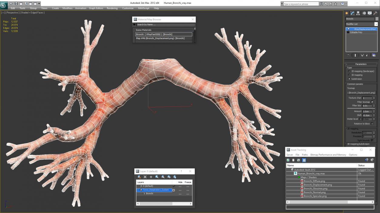 3D Human Bronchi model