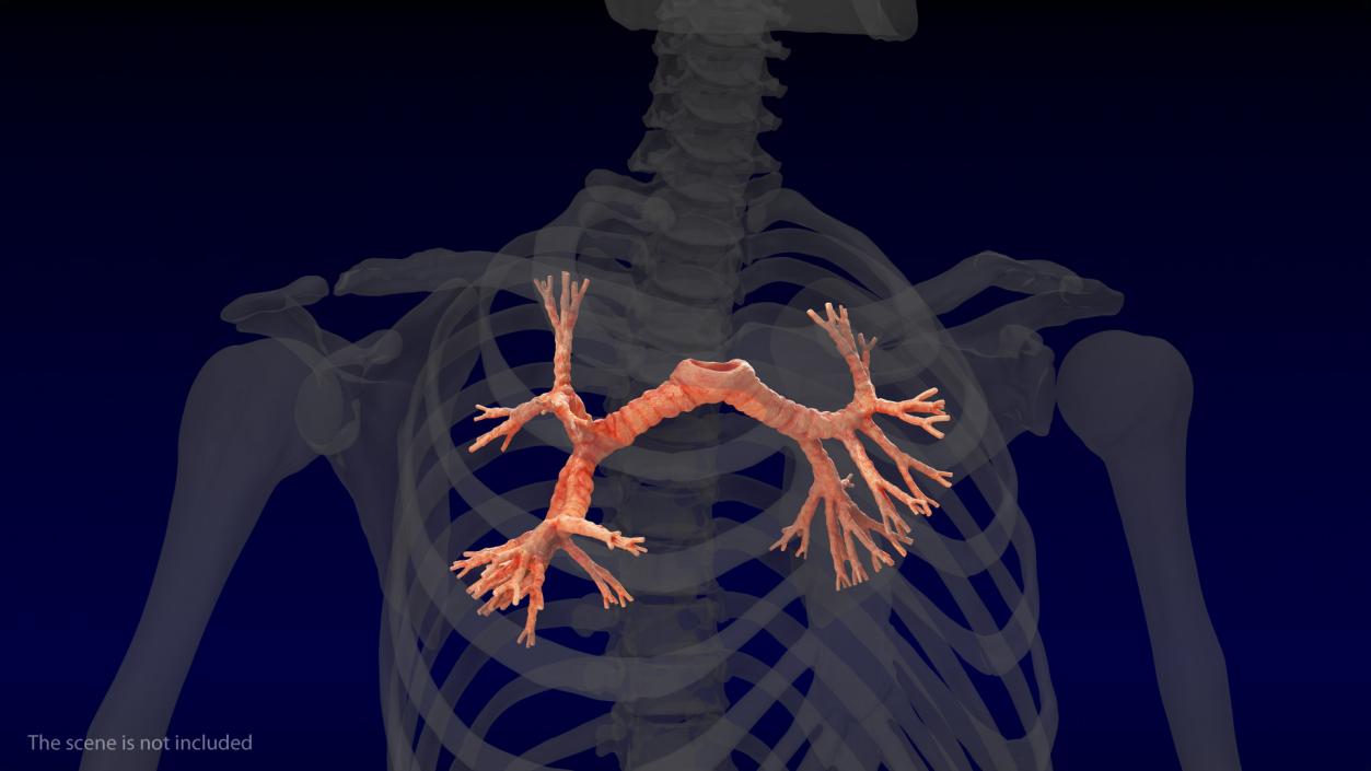 3D Human Bronchi model