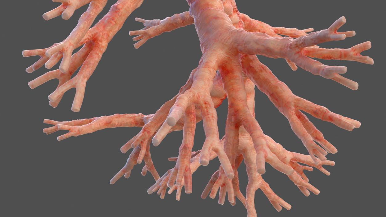 3D Human Bronchi model