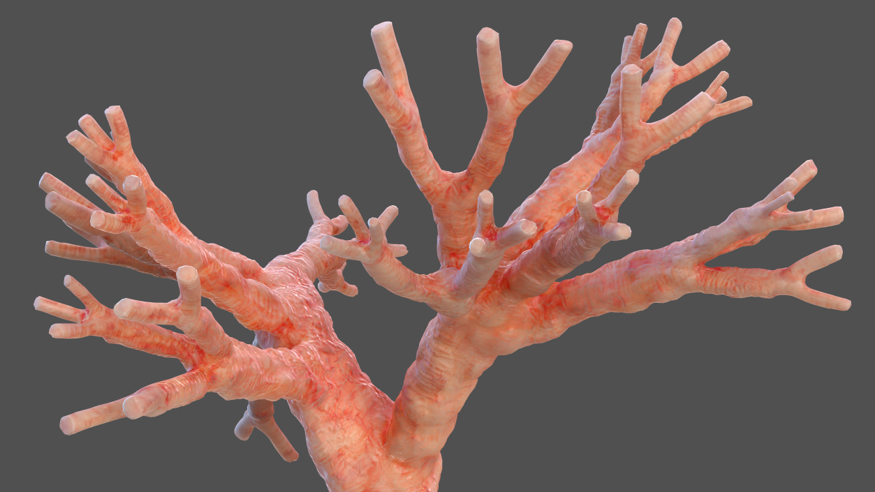 3D Human Bronchi model