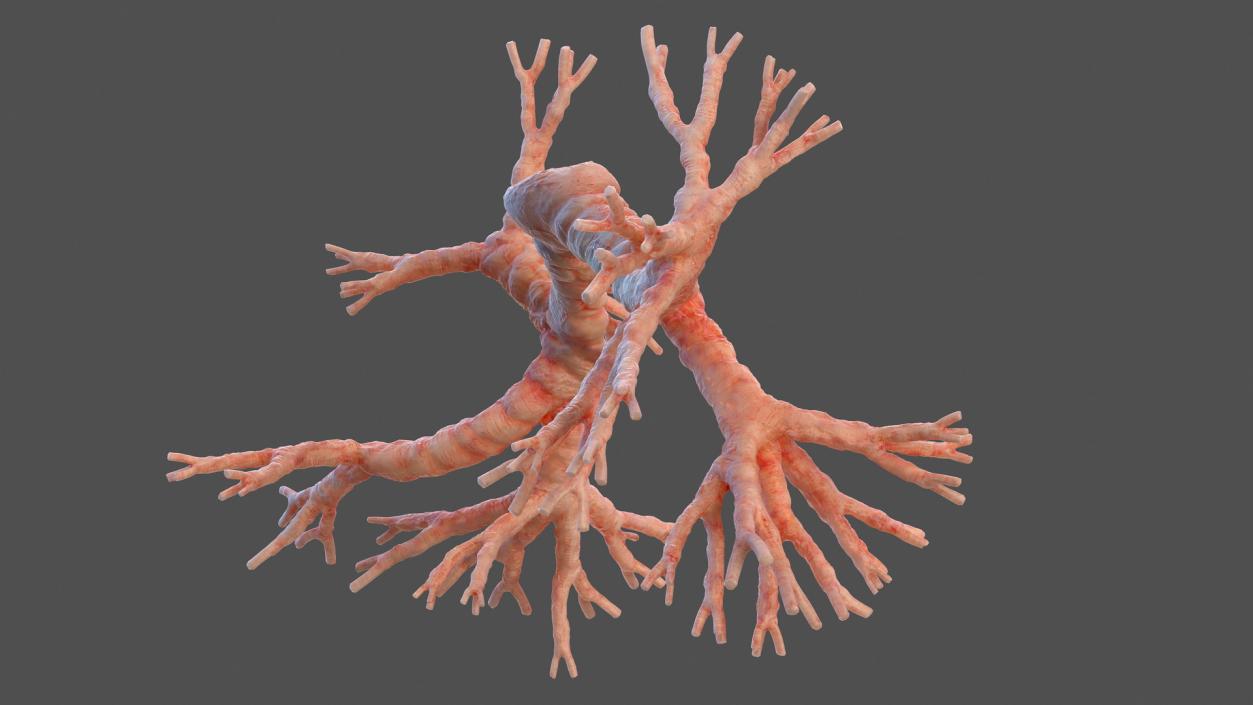 3D Human Bronchi model