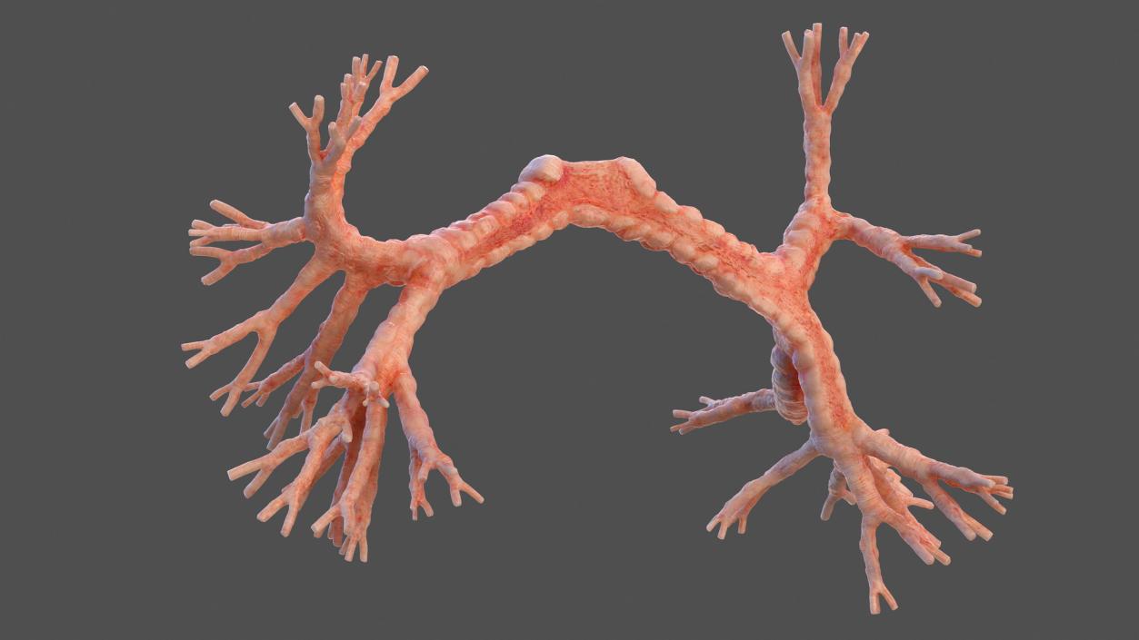 3D Human Bronchi model