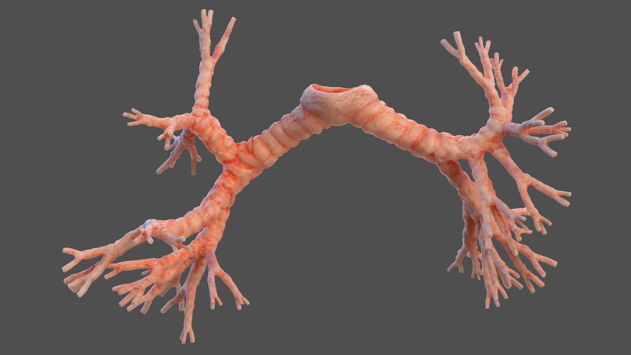 3D Human Bronchi model