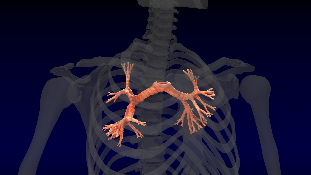 3D Human Bronchi model