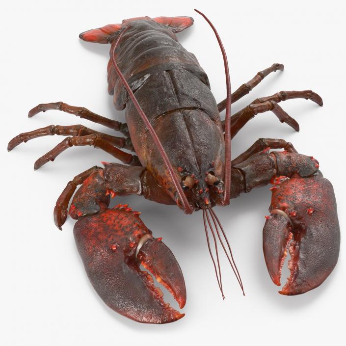 Lobster Pose 2 3D model