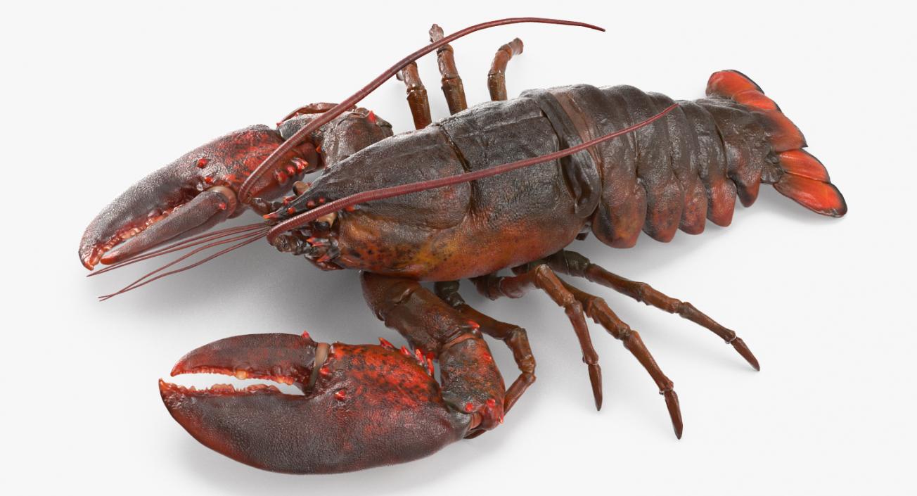 Lobster Pose 2 3D model