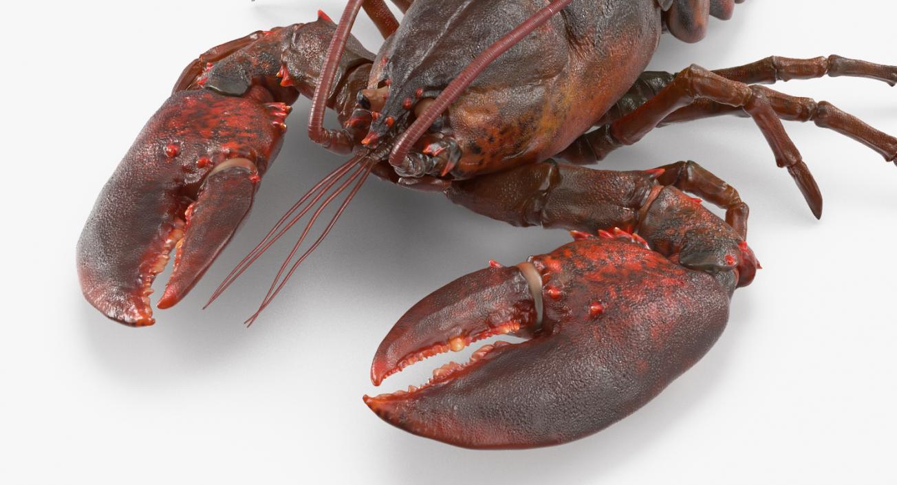 Lobster Pose 2 3D model