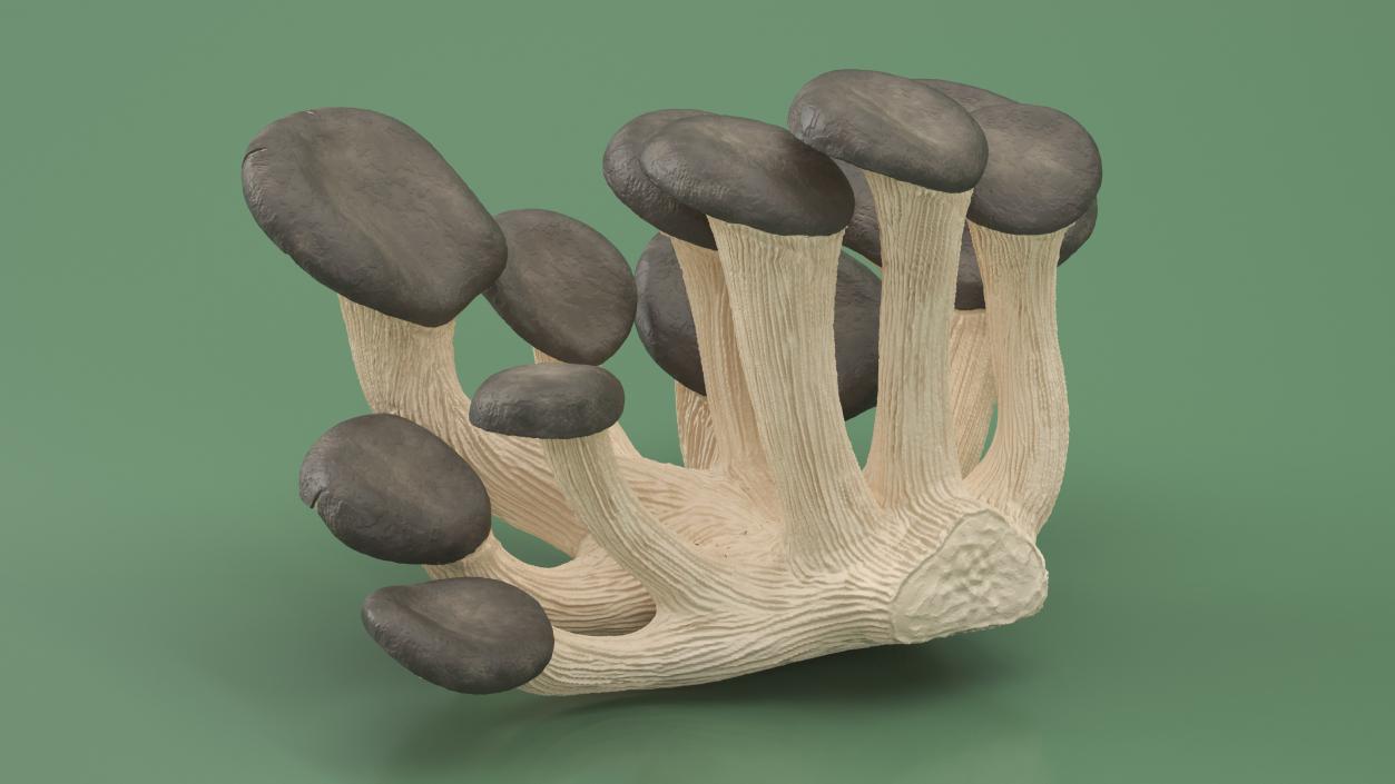 3D model Oyster 4