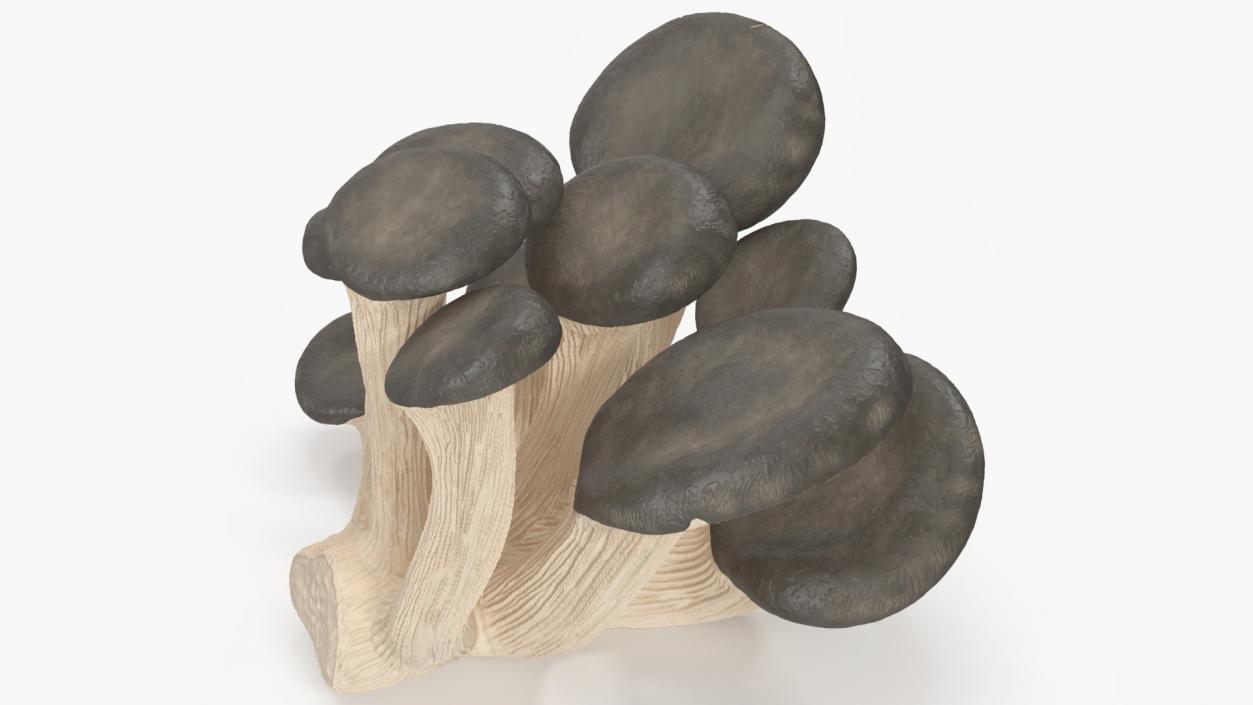 3D model Oyster 4