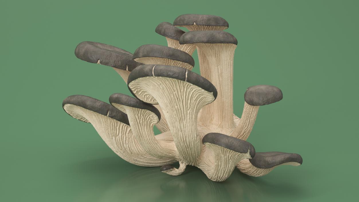 3D model Oyster 4