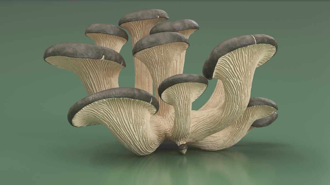 3D model Oyster 4