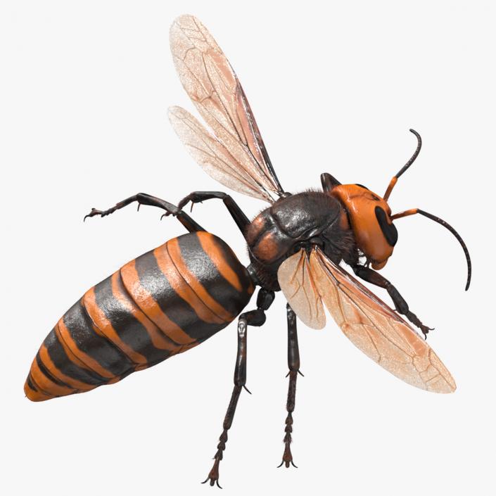 3D Giant Asian Hornet Fur Flying Pose 2