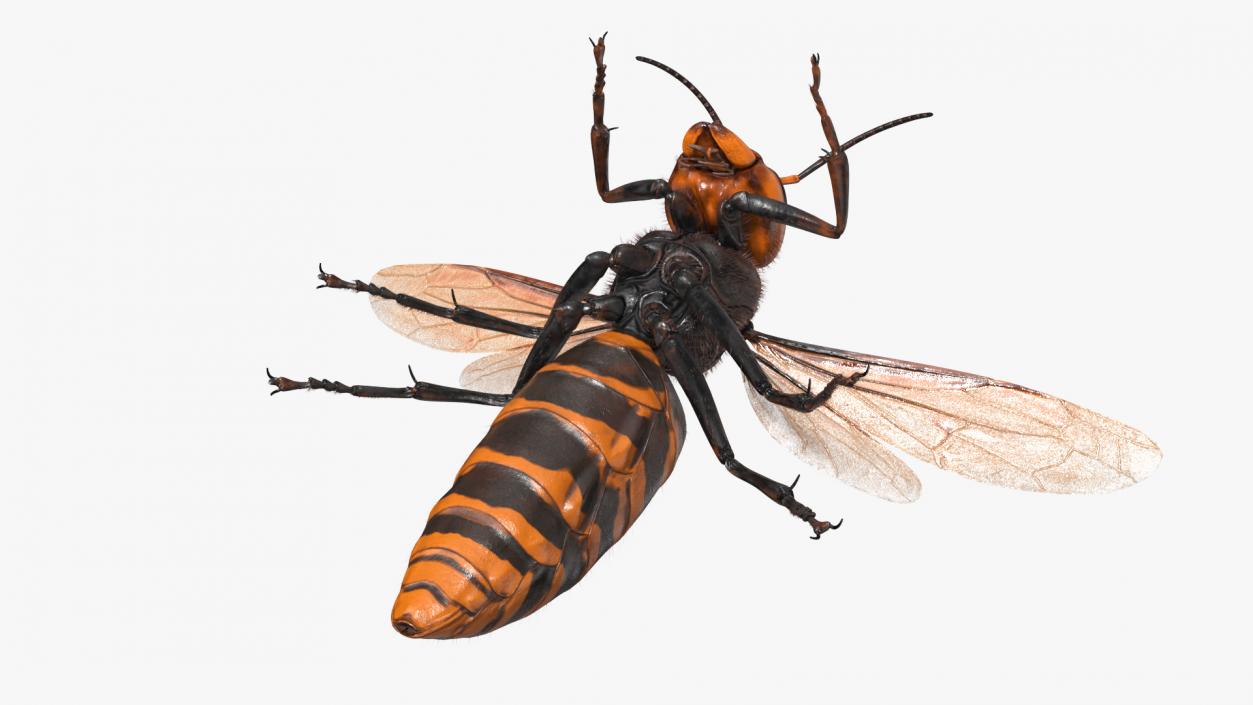 3D Giant Asian Hornet Fur Flying Pose 2